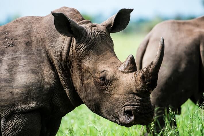 “Rhino Bonds” Help With Wildlife Conservation